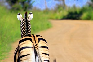 The normal view of a zebra